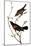 Audubon: Blackbird-John James Audubon-Mounted Giclee Print
