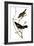 Audubon: Blackbird-John James Audubon-Framed Giclee Print