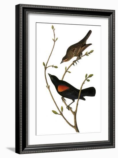 Audubon: Blackbird-John James Audubon-Framed Giclee Print