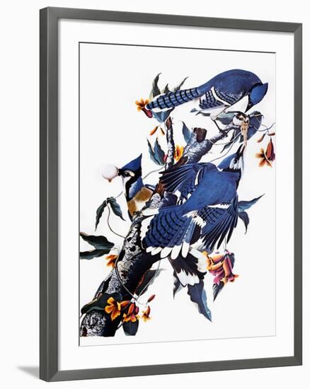 Audubon: Blue Jay-John James Audubon-Framed Giclee Print