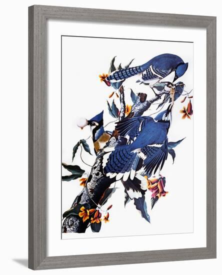 Audubon: Blue Jay-John James Audubon-Framed Premium Giclee Print