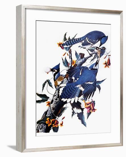 Audubon: Blue Jay-John James Audubon-Framed Premium Giclee Print