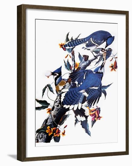 Audubon: Blue Jay-John James Audubon-Framed Premium Giclee Print