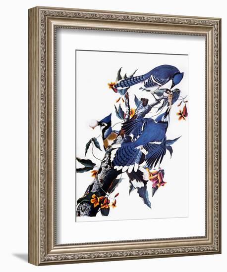 Audubon: Blue Jay-John James Audubon-Framed Premium Giclee Print