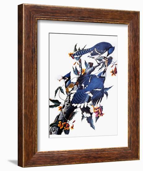 Audubon: Blue Jay-John James Audubon-Framed Premium Giclee Print