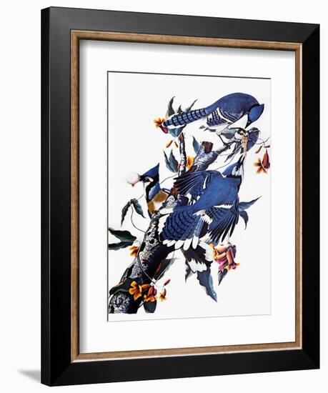 Audubon: Blue Jay-John James Audubon-Framed Premium Giclee Print