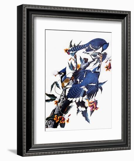 Audubon: Blue Jay-John James Audubon-Framed Premium Giclee Print