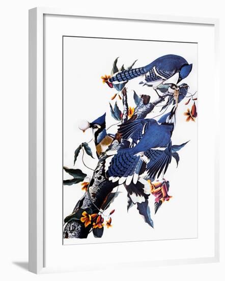 Audubon: Blue Jay-John James Audubon-Framed Giclee Print