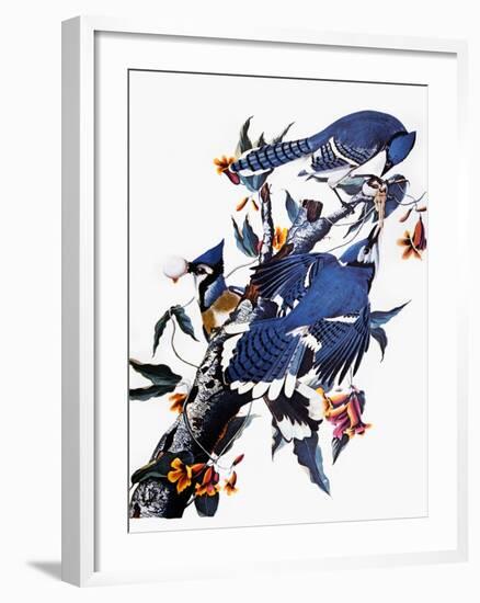 Audubon: Blue Jay-John James Audubon-Framed Giclee Print