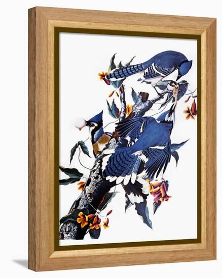 Audubon: Blue Jay-John James Audubon-Framed Premier Image Canvas