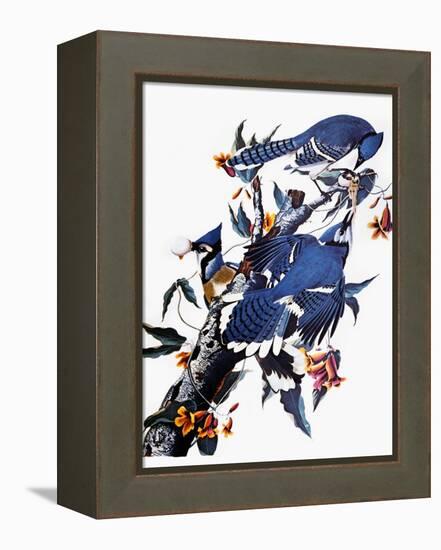 Audubon: Blue Jay-John James Audubon-Framed Premier Image Canvas