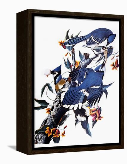 Audubon: Blue Jay-John James Audubon-Framed Premier Image Canvas