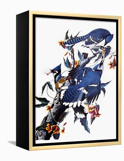 Audubon: Blue Jay-John James Audubon-Framed Premier Image Canvas