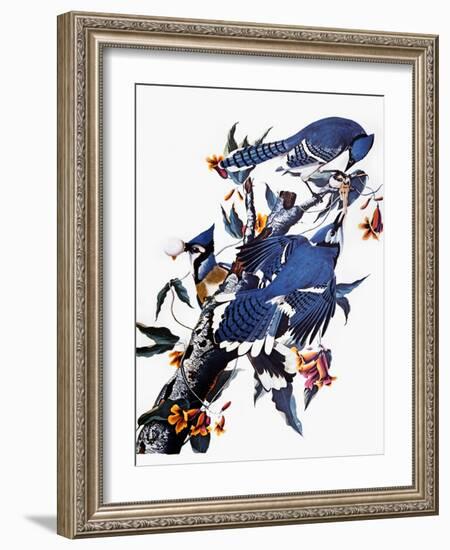 Audubon: Blue Jay-John James Audubon-Framed Giclee Print