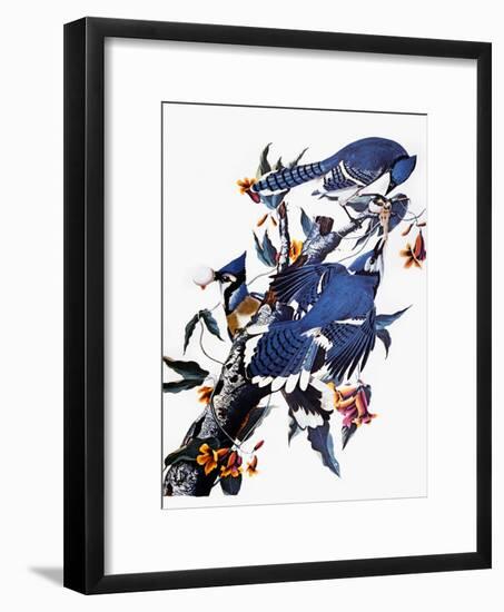 Audubon: Blue Jay-John James Audubon-Framed Giclee Print