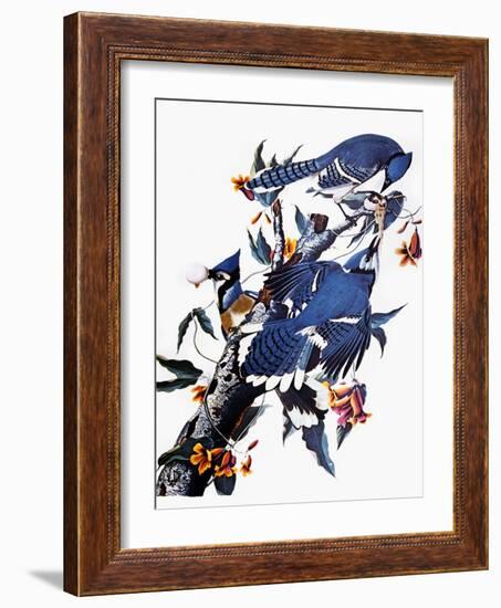 Audubon: Blue Jay-John James Audubon-Framed Giclee Print