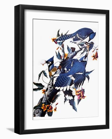 Audubon: Blue Jay-John James Audubon-Framed Giclee Print