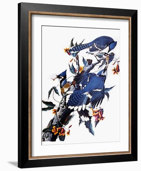 Audubon: Blue Jay-John James Audubon-Framed Giclee Print