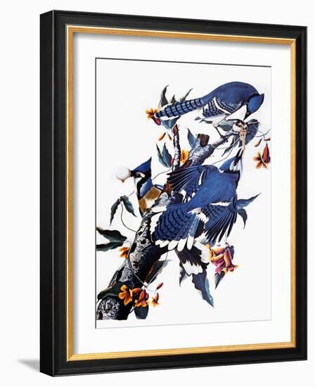 Audubon: Blue Jay-John James Audubon-Framed Giclee Print