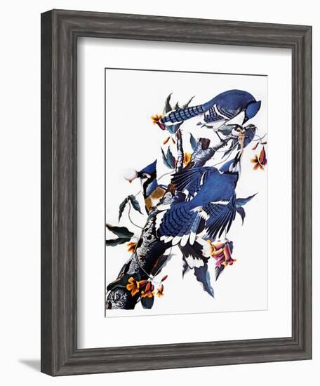 Audubon: Blue Jay-John James Audubon-Framed Giclee Print