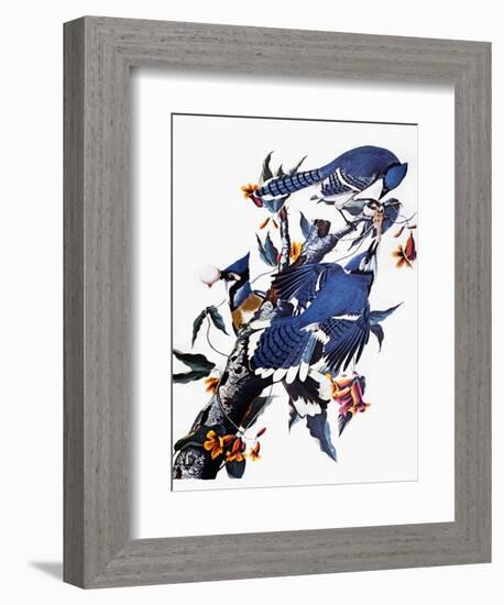 Audubon: Blue Jay-John James Audubon-Framed Giclee Print