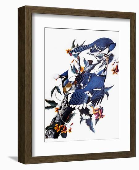 Audubon: Blue Jay-John James Audubon-Framed Giclee Print