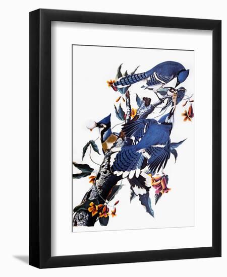 Audubon: Blue Jay-John James Audubon-Framed Giclee Print