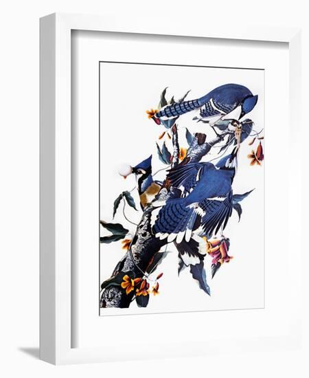Audubon: Blue Jay-John James Audubon-Framed Giclee Print