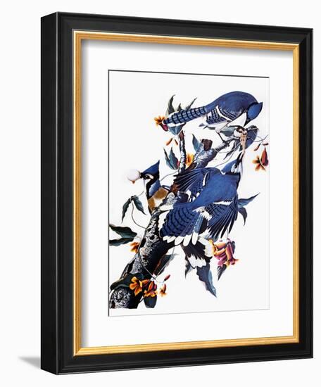 Audubon: Blue Jay-John James Audubon-Framed Giclee Print