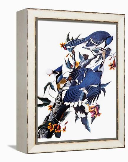 Audubon: Blue Jay-John James Audubon-Framed Premier Image Canvas