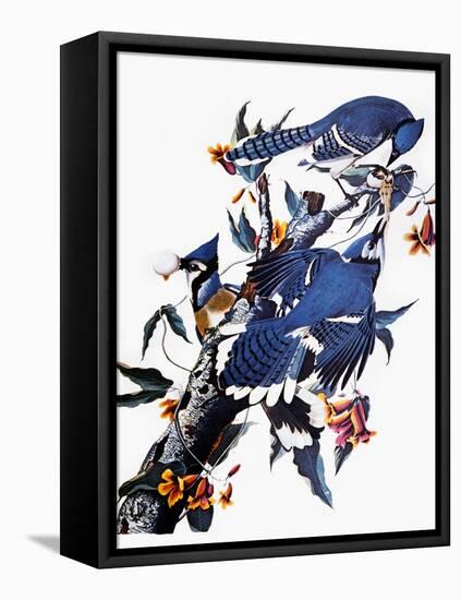 Audubon: Blue Jay-John James Audubon-Framed Premier Image Canvas