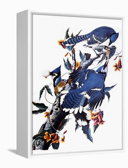 Audubon: Blue Jay-John James Audubon-Framed Premier Image Canvas
