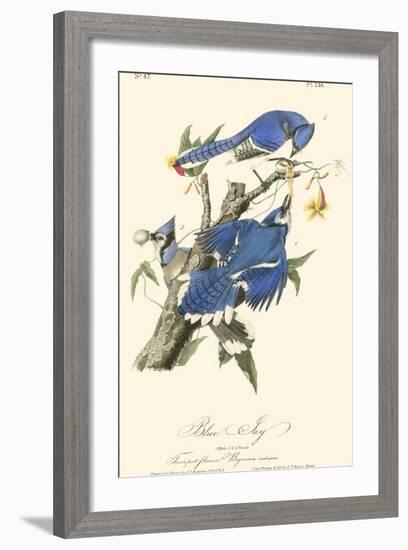 Audubon Blue Jays-John James Audubon-Framed Art Print