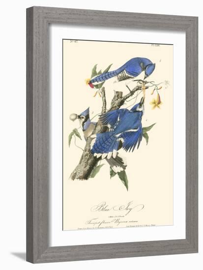 Audubon Blue Jays-John James Audubon-Framed Art Print