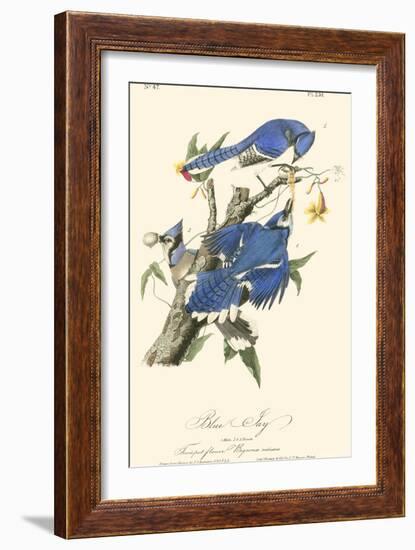 Audubon Blue Jays-John James Audubon-Framed Art Print