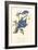 Audubon Blue Jays-John James Audubon-Framed Art Print