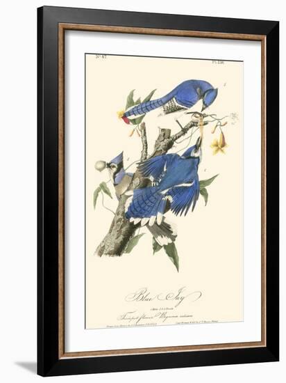 Audubon Blue Jays-John James Audubon-Framed Art Print