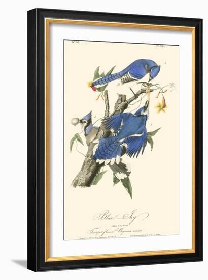 Audubon Blue Jays-John James Audubon-Framed Art Print