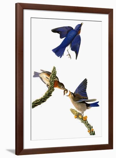 Audubon: Bluebird-John James Audubon-Framed Giclee Print