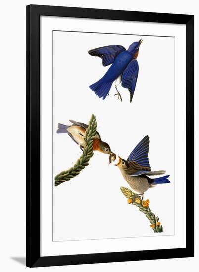 Audubon: Bluebird-John James Audubon-Framed Giclee Print