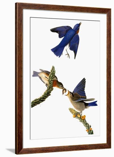 Audubon: Bluebird-John James Audubon-Framed Giclee Print