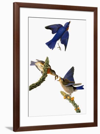 Audubon: Bluebird-John James Audubon-Framed Giclee Print