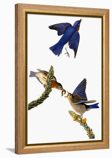 Audubon: Bluebird-John James Audubon-Framed Premier Image Canvas