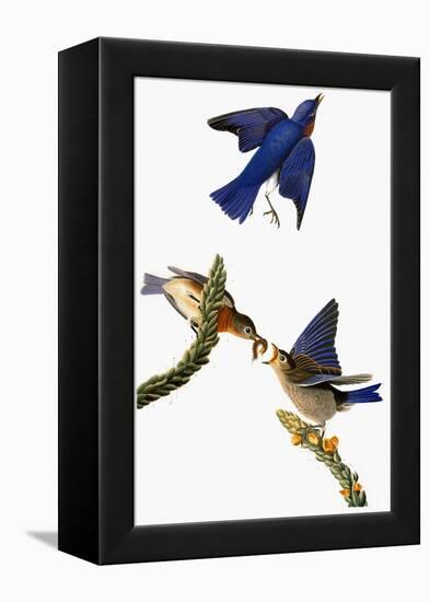 Audubon: Bluebird-John James Audubon-Framed Premier Image Canvas