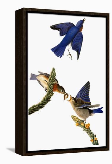 Audubon: Bluebird-John James Audubon-Framed Premier Image Canvas