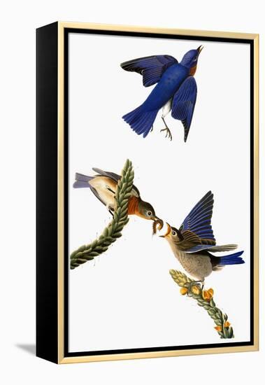 Audubon: Bluebird-John James Audubon-Framed Premier Image Canvas