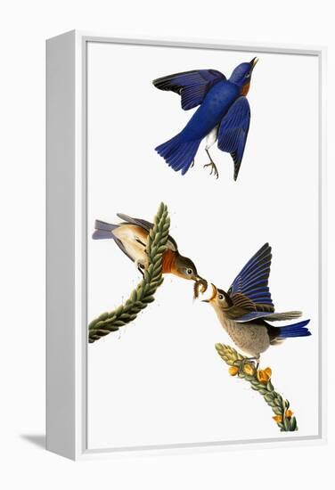 Audubon: Bluebird-John James Audubon-Framed Premier Image Canvas