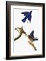 Audubon: Bluebird-John James Audubon-Framed Giclee Print