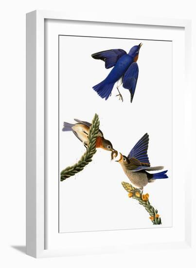 Audubon: Bluebird-John James Audubon-Framed Giclee Print