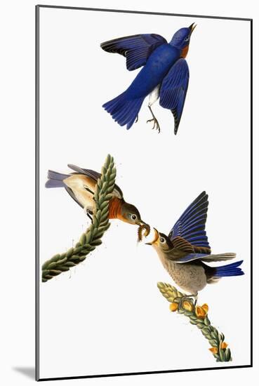 Audubon: Bluebird-John James Audubon-Mounted Giclee Print